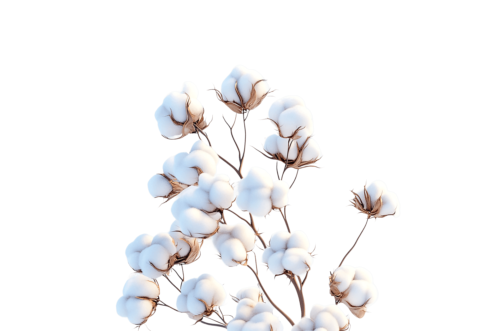 cotton plant