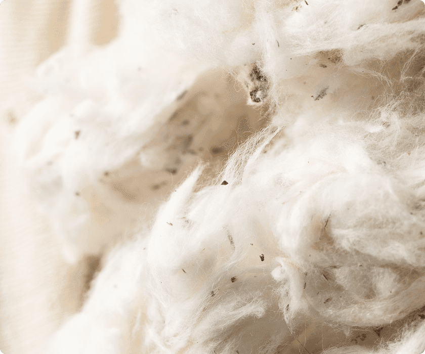 cotton-fiber